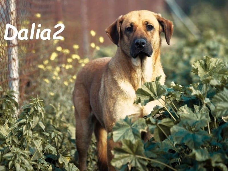 Dalia2 geb. 10/2018 (ESP) - verspielte, sanfte und zurückhaltende Hündin!