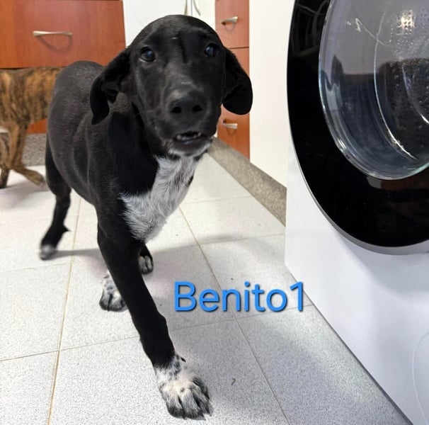 Benito1 geb. 05/2025 (ESP) - liebevoller, mutiger und loyaler Welpe!