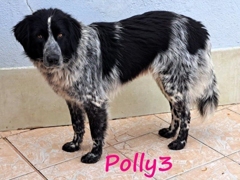 Polly3 geb. 05/2023 (GRC) - neugierige und freundliche, wunderschöne Hündin!