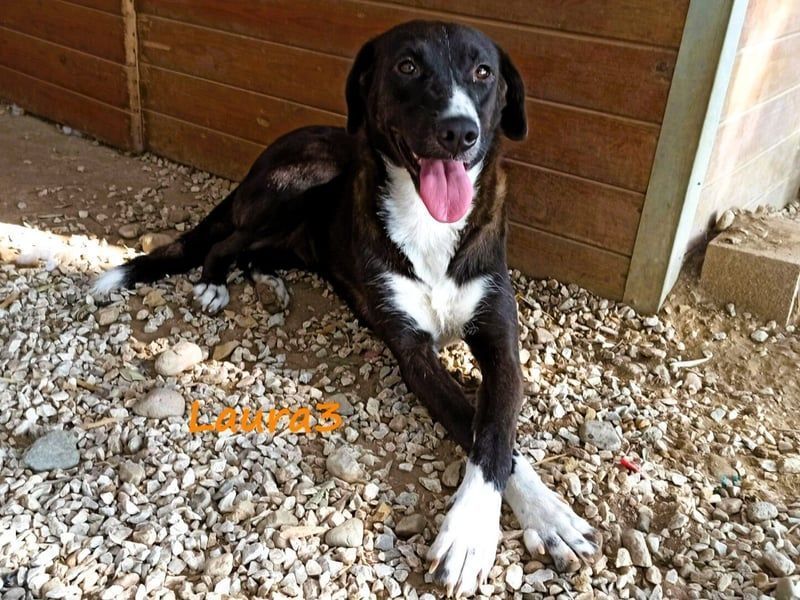 Laura3 geb. 06/2019 (GRC) - schüchterne Schönheit wünscht sich ein ruhiges Zuhause!