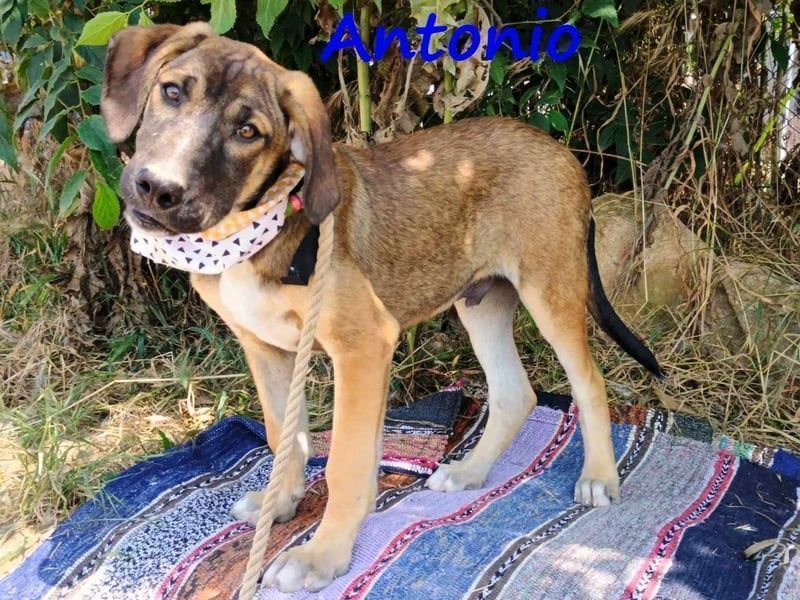 Antonio geb. 01/2025 (GRC) - freundlicher und kontaktfreudiger Welpe!