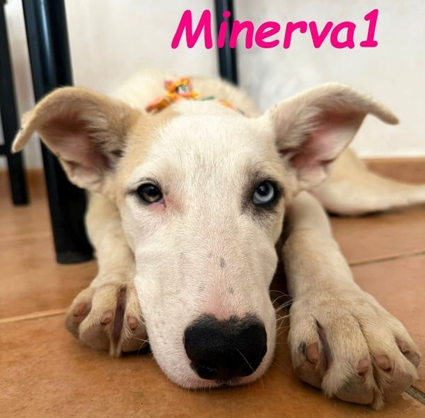 Minerva1 geb. 05/2025 (ESP) - neugierige und lebensfrohe, bezaubernde Welpin!