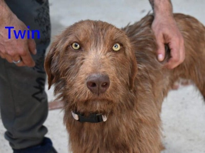 Twin geb. 01/2024 (ESP) - verschmuster und menschenbezogener Hundekumpel!