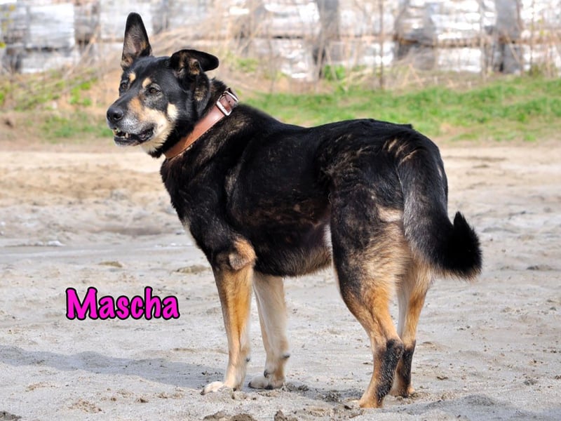 Mascha geb. 11/2016 - genügsame, brave und unglaublich verschmuste Hündin!