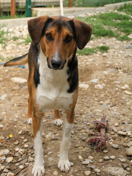 ZLAJA beliebte, verschmuste & soziale Fellnase
