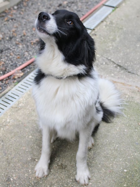 Charmanter LEDO ist auf der Suche nach einem liebevollen Zuhause