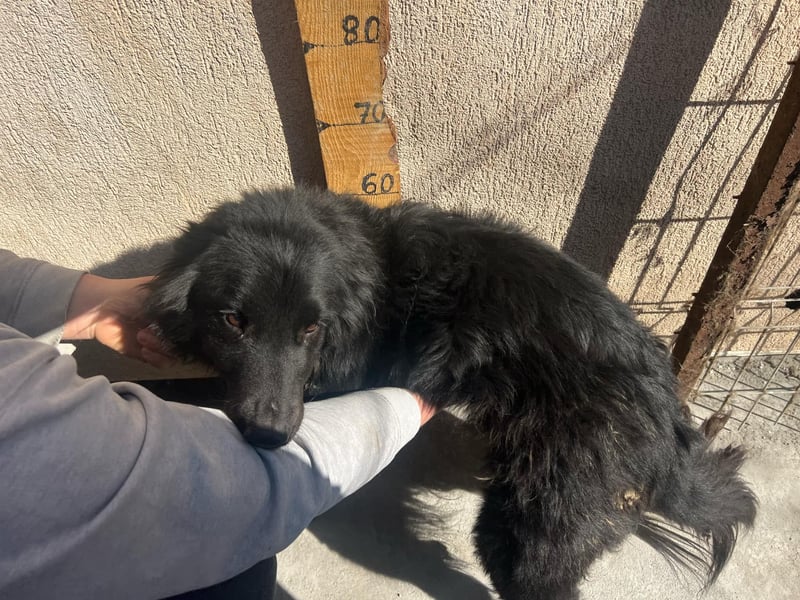 Felix, 4 Jahre, Setter, sucht Zuhause