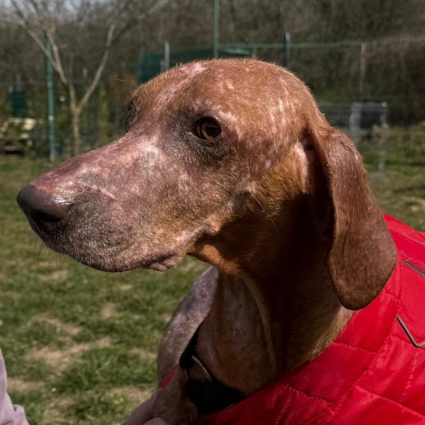 Bob - freundlicher, lieber Rüde sucht sein Happy End