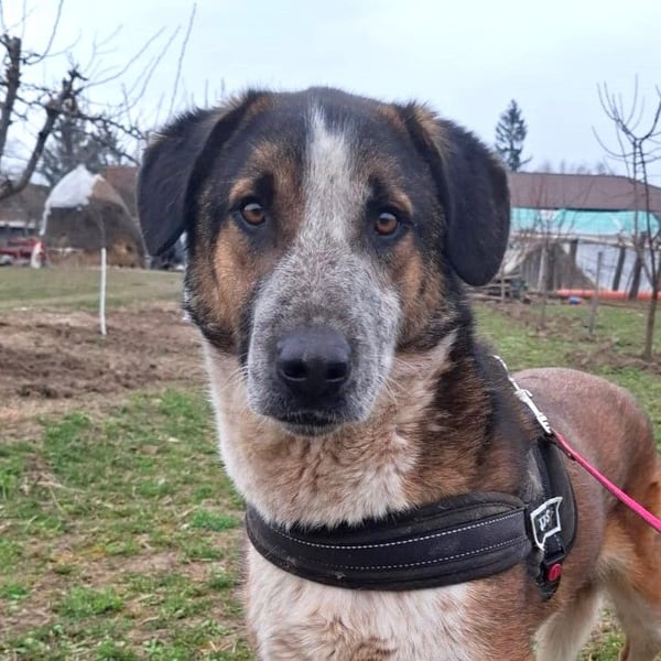 Anton - verspielter, freundlicher, katzenverträglicher junger Mischlingsrüde