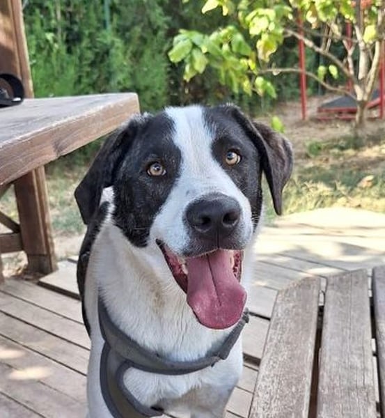 Hänsel - aktiver, lebhafter, verspielter Herdenschutzhund-Mix Rüde / z.Zt. noch in Rumänien