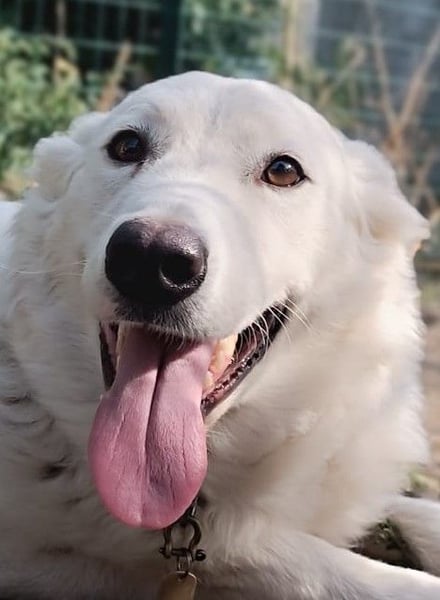 Zuria: „Und jetzt würde ich gern eine Lehre als Familienhund beginnen.“