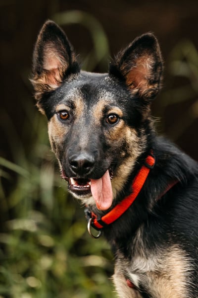 Fröhliche Ajka sucht liebevolles Zuhause