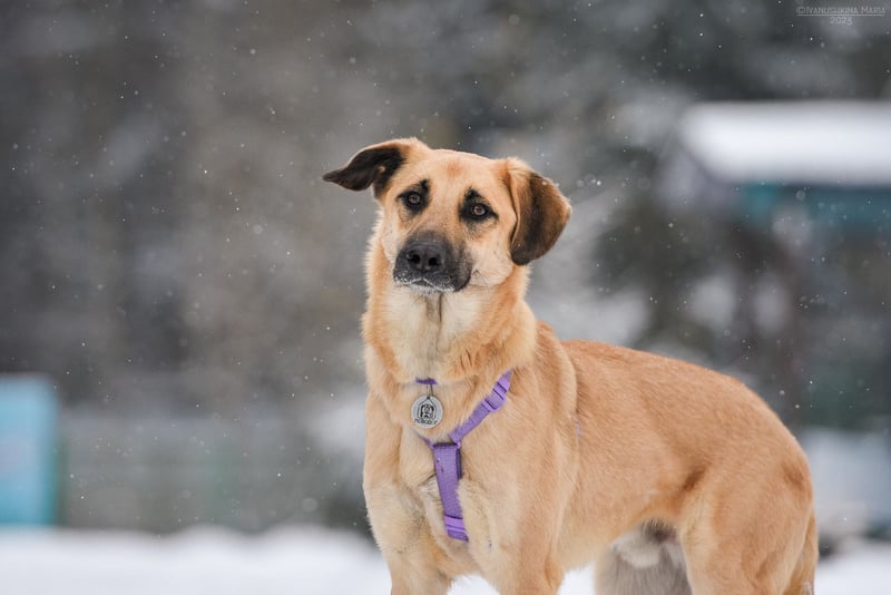 Ruhiges Zuhause für Lutik gesucht