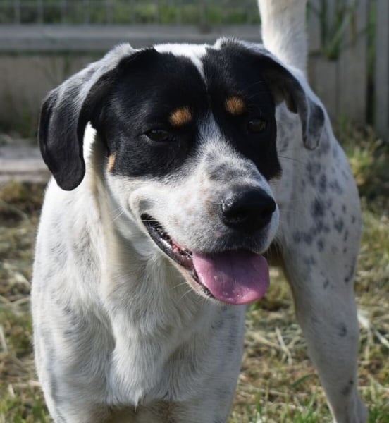 Freddie - freundlicher Jungspund