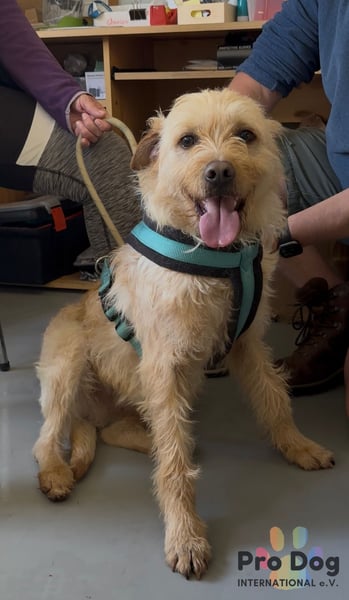 Santinho - ein Glückshund