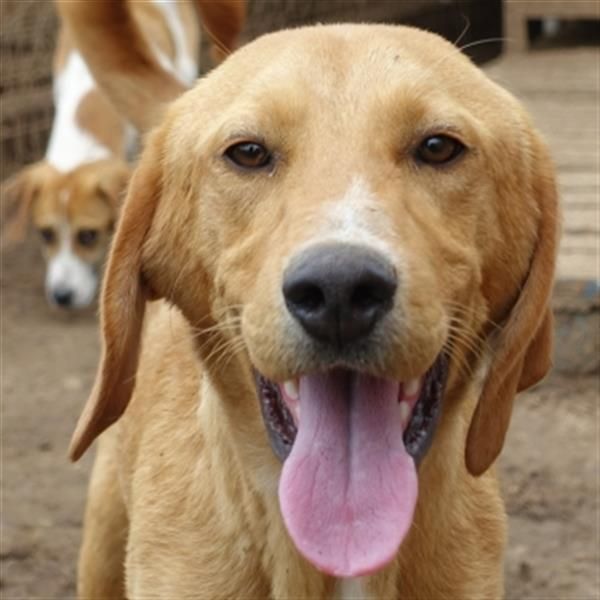 Herzensbrecher Loki sucht Familienanschluss
