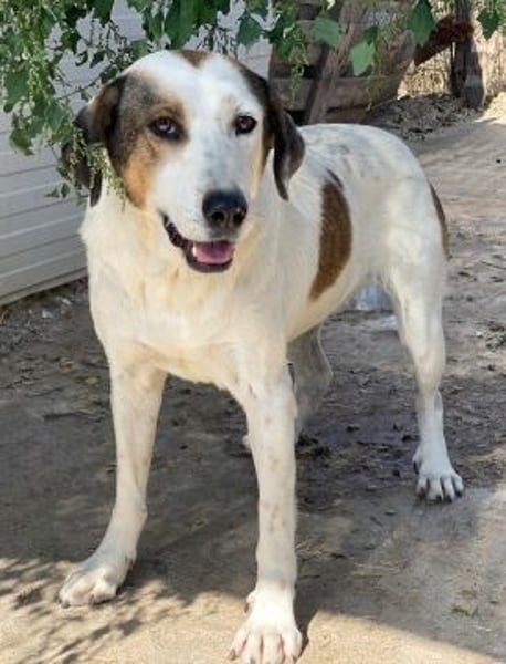 Alaska - ruhiges, verträgliches Hundemädchen