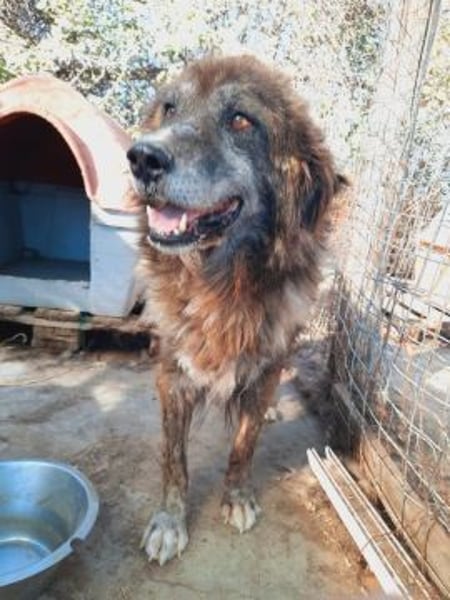 freundlicher Jovan wartet in 28857 Syke