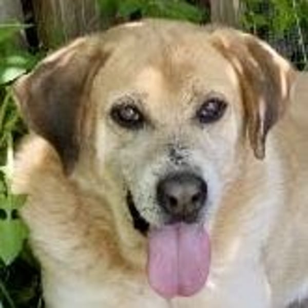 Freundlicher Kleon sucht einen warmen Seniorenplatz