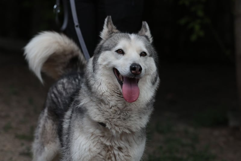 Enya Traumhafte Huskyhündin schenkt dir Ihr Herz