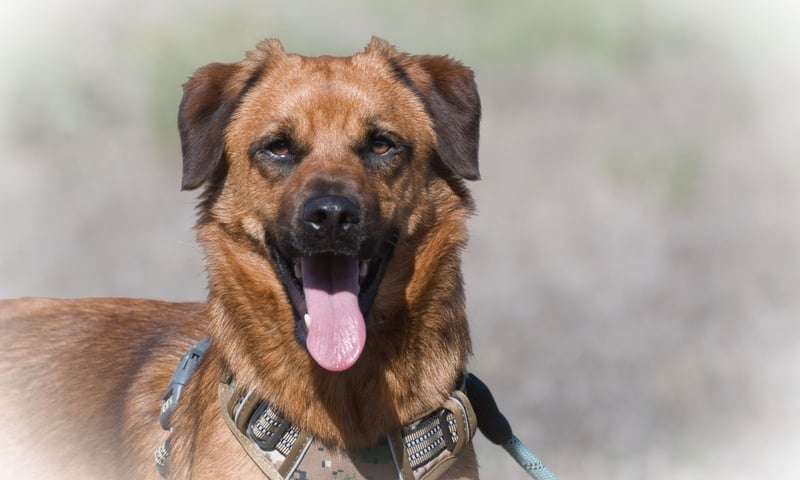 Caju – sensibel und liebevoll