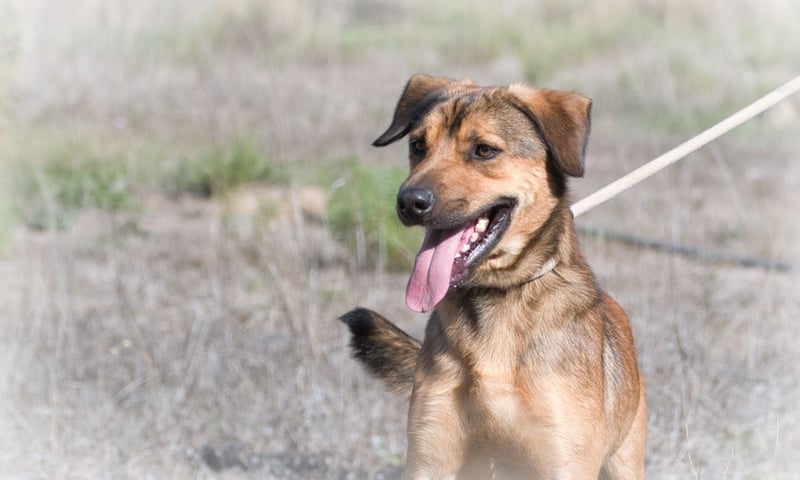 Cid – ein lieber Junge