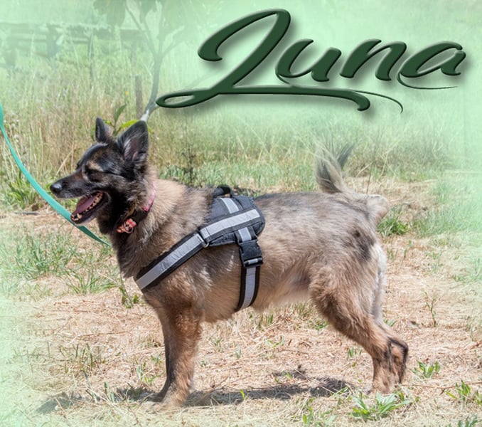 Luna – eine temperamentvolle Dame