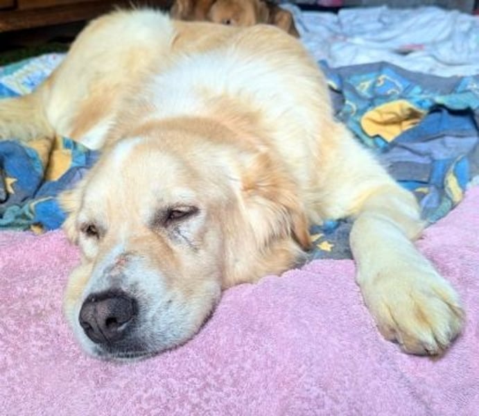 Mona - ein Herz auf 4 Pfoten