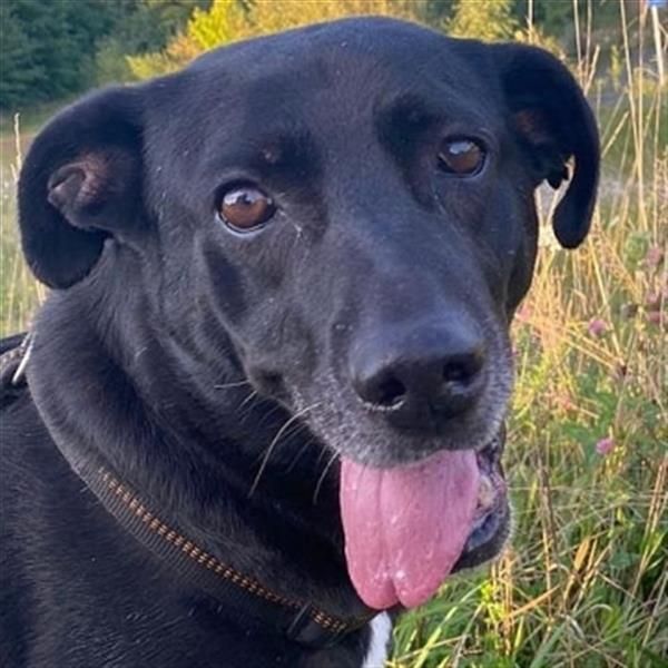 Liebenswerter Bean wartet in 82362 Weilheim