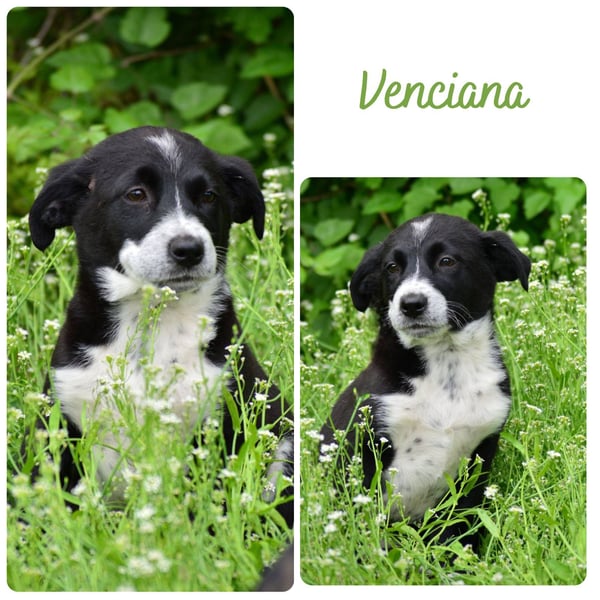 Venciana