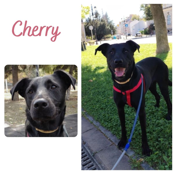 Cherry