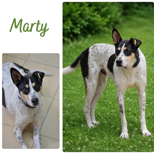 Marty