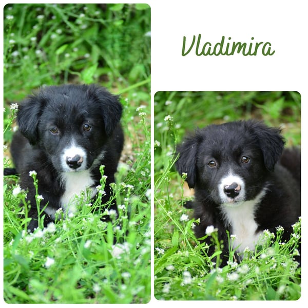 Vladimira