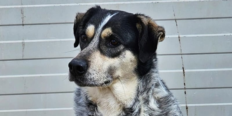 Mig - Wunder gesucht