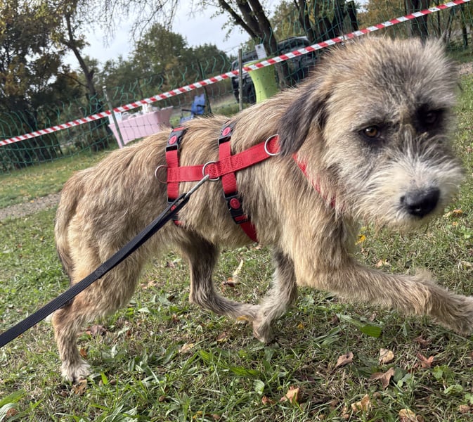 Dixy - lernwillig und leinenführig - BEREITS IN DEUTSCHLAND