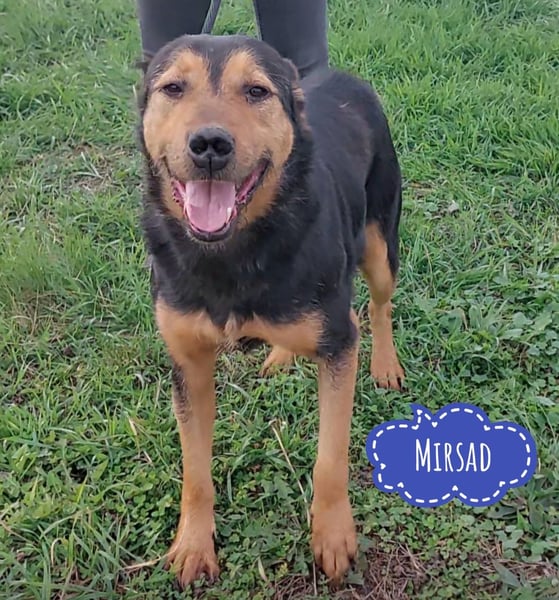 Mirsad eine Seele von Hund