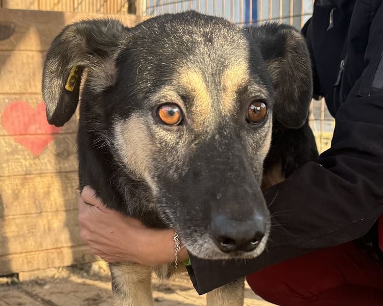 ♥KAURI♥ sehr zutraulicher, armer Rüde, dem die Verzweiflung ins Gesicht geschrieben steht 57 cm