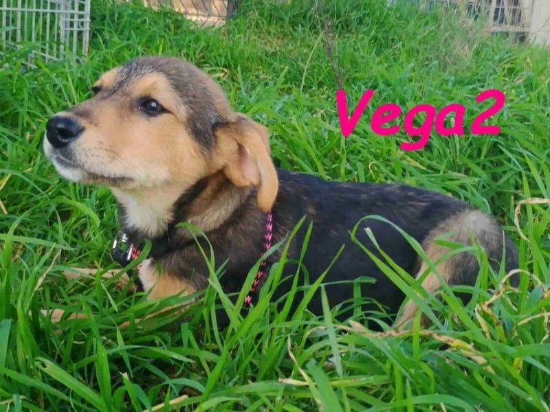 Vega2 geb. 08/2025 (GRC) - zärtliche und anhängliche Welpin!