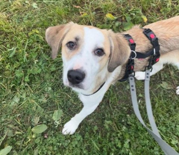 KLARA 💕 - zauberhafte Junghündin sucht ihre Familie