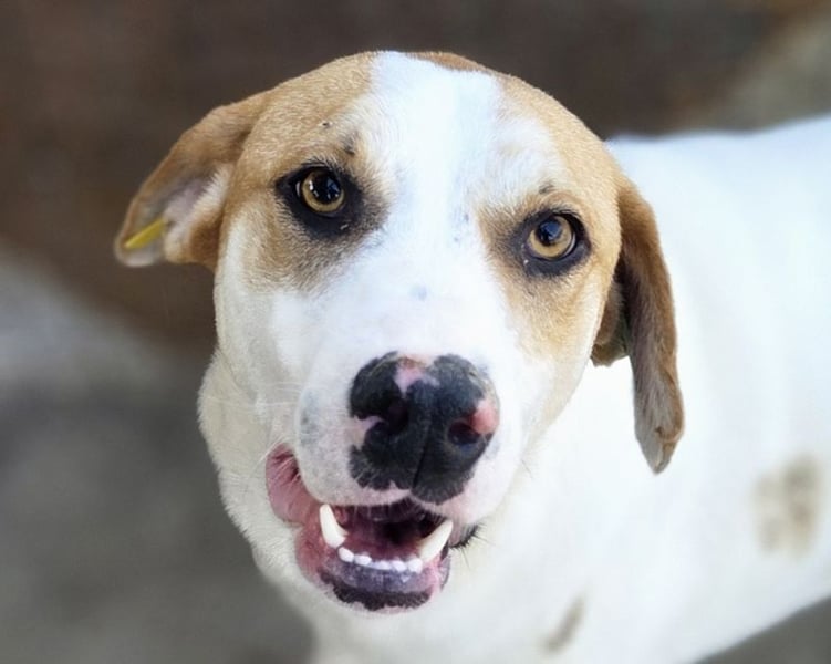 ♥MARIAN♥ hübscher, sehr menschenbezogener Rüde, der sicher ein toller Begleiter wird 55 cm