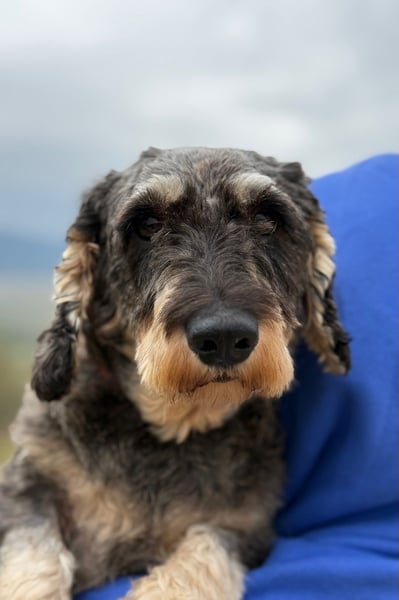 Käthe möchte deine Herzenshündin werden