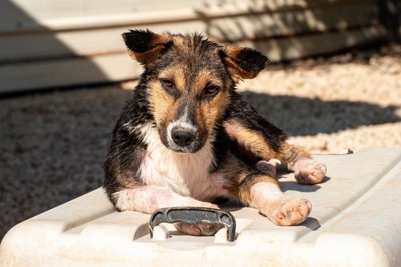 Rixa - Zauberhafte Schwestern suchen ihr Zuhause
