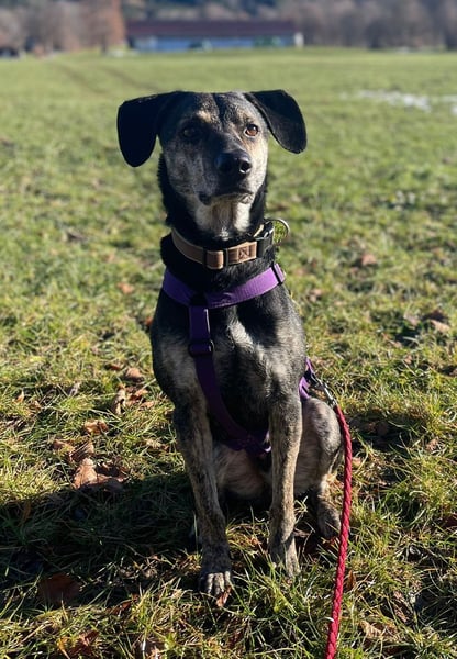 Nocino wartet in München