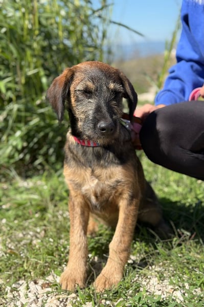 Skadi - jung, neugierig und bereit für ihr eigenes Zuhause