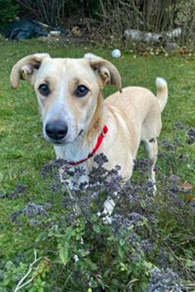 Ginny sucht ein neues Zuhause