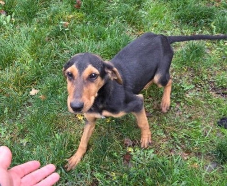 THEO - zauberhafter Junghund sucht seine Familie