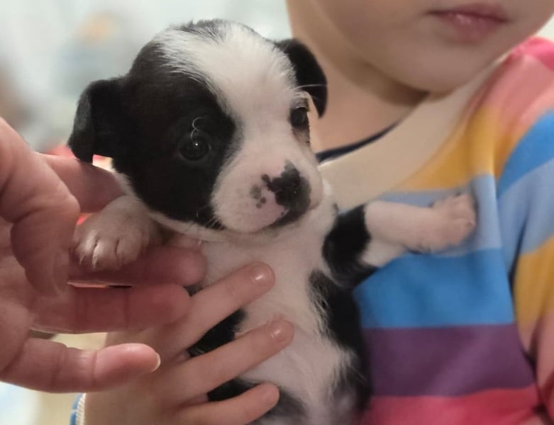 PACO - bezaubernder Welpenjunge sucht seine Familie