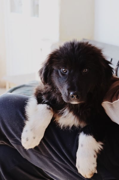 VELVET - zauberhaftes, kleines Welpenmädchen