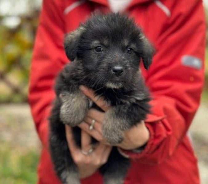 WELPE6N - bezaubernder Welpenjunge sucht seine Familie