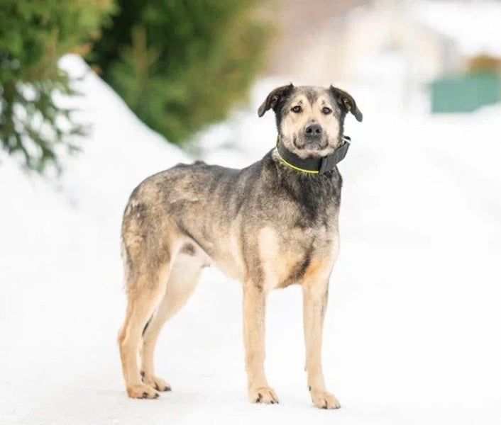 Wunderschöner Hundemann ❤️ Ricky sehnt sich nach seinen Menschen
